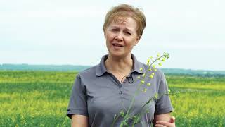 Sclerotinia tips with Tanya Froh [upl. by Eldridge300]