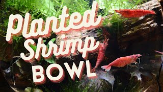 Planted 3 Gallon Shrimp Bowl [upl. by Esiahc]