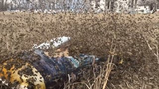 Open Dry Feeding Honey Bees terrific activity around the feeders today  April 15 2019 [upl. by Idnas472]