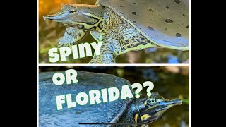 The Best pet turtles Spiny softshells Or Florida softshells [upl. by Yehus]