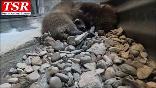 A large raccoon family cuddling and sleeping together in their nest  Toronto raccoons [upl. by Eberhart721]