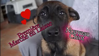 🔔Nouveau CHIOT Premier Jour dun MALINOIS 🔔 [upl. by Notlih]