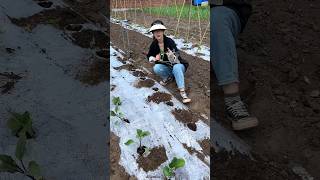 Amazing Seedlings planting🌱🌱 tools for Rural Farmer  Agricultural Implements shorts satisfying [upl. by Hayse]