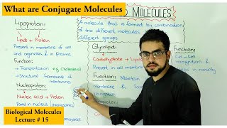 conjugated molecules  Lipoprotein Glycolipid Glycoprotein Nucleoprotein [upl. by Marylin]