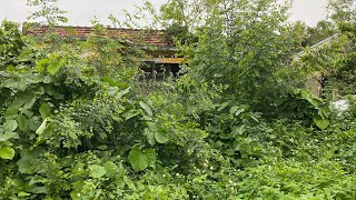 Clean up an abandoned house with overgrown trees on the roof  Perfect transformation [upl. by Nuzzi35]