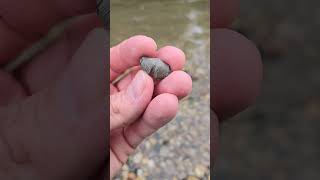 Nice Brachiopod Fossil teamrockit thefinders rockhounding [upl. by Hsirap]