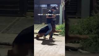 Freestyle Combos with CRONOS✨ dogtrainer longhairgermanshepherd indore k9training [upl. by Hendrix908]