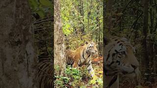 Tigers Territory Marking Rituals Up Close l ytshorts tiger ytshortsindia [upl. by Mittel854]