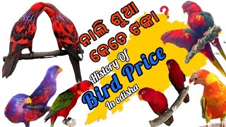 Red Parrot 🦜 Price  Bird Price  Lori Price  Lory Bird Price History [upl. by Drareg]