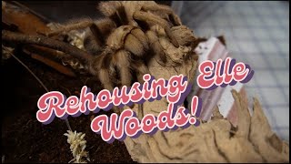 Rehousing Elle Woods Aphonopelma Chalcodes Adult Female Feat Tarantula Cribs Large Cuboid [upl. by Bradski358]