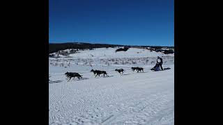 Stage 4 a long string of Mushers headed for the finishing line [upl. by Pirbhai]