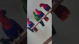 Eclectus parrot adeelbirdsloverchannel [upl. by Babara]