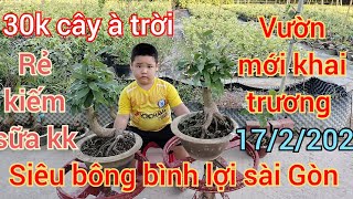 mai giá rẻ 1722024📞0909502080 gặp út 👉 khai trương xổ rẻ 30k cây siêu bông bình lợi Sài Gòn [upl. by Naivaf884]