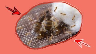 Lasius flavus  колония с нуля за 6 месяцев Муравьиная фермаColony from scratch in 6 months [upl. by Lalittah]