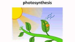 Science  Shoot System And Functions  English [upl. by Oika656]