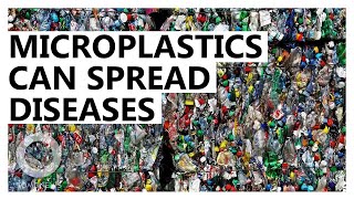 Microplastic Pollution Helps Spread Diseases [upl. by Vick]