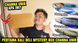 PERTAMA KALI BELI MYSTERY BOX CHANNA UNIK DAPAT CHANNA APA [upl. by Janessa277]