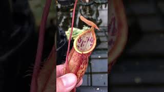 Nepenthes spathulata x glabrata BE3790 [upl. by Cir]