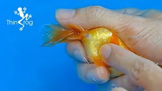 Goldfish Hand Breeding Step by Step [upl. by Aneba]