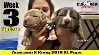 American Bully Puppies  Week 3 Update New whelping Pads [upl. by Glynnis]