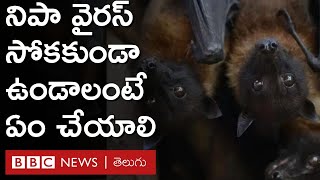 Nipah Virus ఈ వైరస్ ఎలా వ్యాపిస్తోంది ఇన్ఫెక్షన్ లక్షణాలు ఏమిటి   BBC Telugu [upl. by Annawt584]