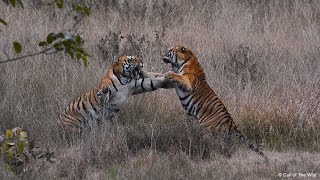 Male Tiger Territorial Fight [upl. by Gaal894]