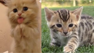 Baby Cats  Cute and Funny Cat Videos Compilation 2020 [upl. by Aimal]