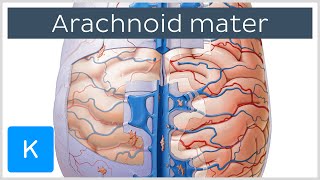 Arachnoid Mater Brain Layer  Human Anatomy  Kenhub [upl. by Irot]