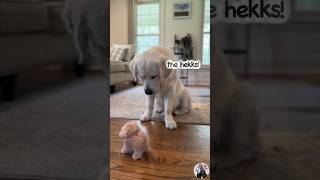 Cute Puppy vs Yappy Dog funny [upl. by Yellehs]