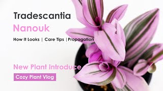 New plant introduce Tradescantia Nanouk Care Tips Prunning and Propagation  Plant Vlog 2022 [upl. by Amilas36]