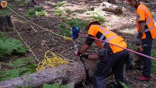 TOP ATI Japanese Arborists Saving Ancient Giant Sequoia Trees [upl. by Inaffyt]