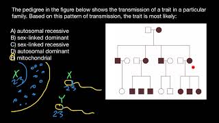 Rare Case of Genetic Disorder Explained by Pedigree [upl. by Rekyr438]