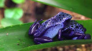 Frogs Croaking Sound 1HOUR [upl. by Crowe]