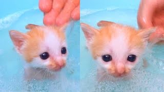 ✰CUTEST Kittens FIRST BATH✰ [upl. by Netsyrk242]