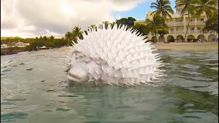 See How a Pufferfish Blows Itself Up Puffer Fish Puffing and Floating in Hand Net while Snorkeling [upl. by Johiah]