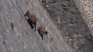 Alpine Ibex defies gravity on Italian nearvertical dam [upl. by Ytsirc998]