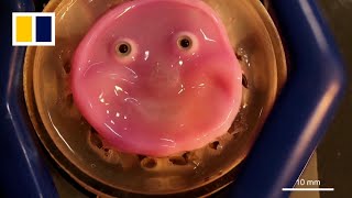 Japan scientists make smiling robot with living skin’ [upl. by Naik944]