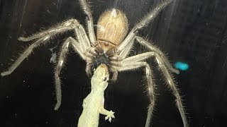 Huntsman Spider Eating Lizard Next To Family Meal [upl. by Geoffrey]