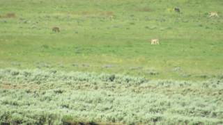 Yellowstone  Wolves hunting pronghorn antelopes [upl. by Yssirhc]