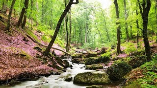 Un havre de paix chez vous  Belle forêt ruisseau et sons naturels chants doiseaux F Amathy [upl. by Corkhill803]