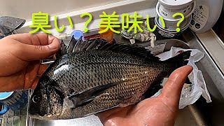 都内の街中で釣れたクロダイってホントに食えんの？ [upl. by Anuahs]