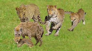 Amazing Hyena Hunting Baby Cheetah When Mother Leave  Leopard Cub Run For Its Life From Hyena [upl. by Elliot]