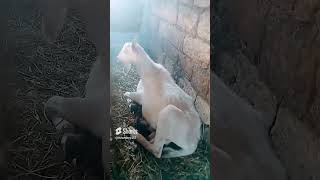 beniöneçıkart kesfet love shortvideo food kisavideo doglover funny fypviralシ [upl. by Hanan36]