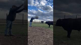 playing ball with the cattle [upl. by Lowenstein]