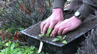 Wild Lettuce Propagation from Volunteers [upl. by Atinomar]