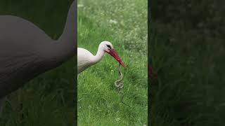 The white stork eating a dice snake shortvideo birds wildlife snake storkbird [upl. by Letram133]