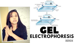 Gel Electrophoresis  Agarose Gel Electrophoresis Lab Procedure [upl. by Kaz85]