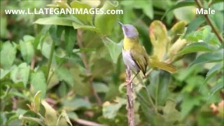 Yellowbreasted Apalis Apalis flavida [upl. by Kendal17]