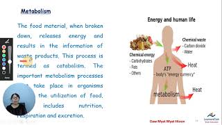 Chapter 1 Part 9 1 1 3 Metabolism [upl. by Irolav]