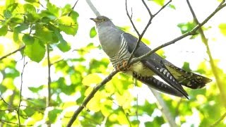 Common cuckoo Cuculus canorus [upl. by Bethanne]